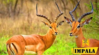 Impala  Iconic Antelope Species In African Savanna [upl. by Yentuoc153]