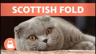 SCOTTISH FOLD CAT BREED 🐱 Characteristics Care and Health 🐾 [upl. by Helman]