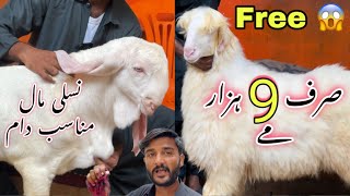 Sirf 9 Hazar Me 😍  Fancy Bakra Or Dumba For Qurbani 2025  Aj To Free Me Le Jao 😍 [upl. by Navar209]