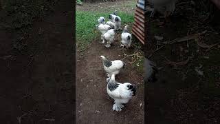 Gallinas Brahma armiñado en negro 🖤🖤🖤🖤🖤🖤 [upl. by Bloomer]