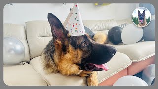 Our German Shepherd Kaiser is 1 year old｜A pet and a family member pet GSD Caesar [upl. by Ahsoym]