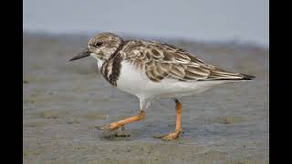 Nature Nugget South Padre Island Mudflats [upl. by Ardath]