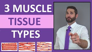 Three Types of Muscle Tissue Skeletal Smooth Cardiac Anatomy Compilation Review [upl. by Aryaz430]