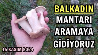 Balkadın Mantarları Aramaya Gidiyoruz Bugün Kendimiz İçin Topluyoruz 15 Kasım 2024 [upl. by Newbill]