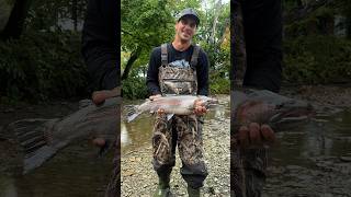 Steelhead in September steelhead fishing reels steelheadfishing streamfishing creekfishing [upl. by Howenstein]