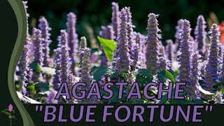 All About AGASTACHE BLUE FORTUNE 🌺🌺🌺 [upl. by Ielhsa]