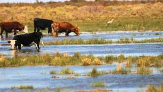 Cantares de la Cañadita  Hay ausencia en la lagunas [upl. by Dalila957]