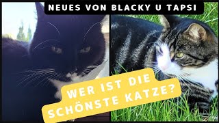 Kater Tapsi lässt seinen Bauch streicheln und Katze Blacky bestellt kraulen cat katze [upl. by Ainesej81]