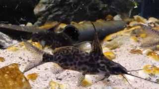 Synodontis alberti wild bij Aquarium Speciaalzaak Utaka [upl. by Isus]