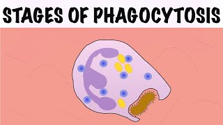 STAGES OF PHAGOCYTOSIS [upl. by Moyra]