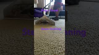 Steam carpet cleaning [upl. by Navy]