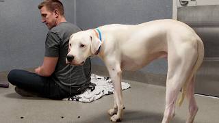 Loyal Dog Waits By Shelter Door for Family to Return then something Remarkable Happens [upl. by Paula]