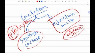 6 Prolactin hormone Arabic Endocrine physiology 9 [upl. by Levania720]