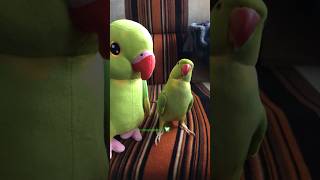 Only 1 Ricco Talking Plushie left 💚 parrot birds talkingbirds [upl. by Sesom205]