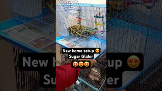 Sugar glider 😍 New home🏠 New toys 🧸 amp New bed 🛌 shorts sugarglider minivlog [upl. by Yeoj]