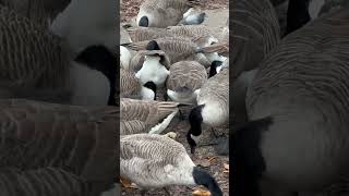 Canada Goose Flock Cover The Floor  Thornes Park birds avian nature [upl. by Ydneh]