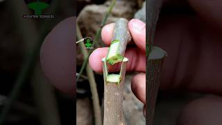 Plant grafting technique for beginners successful and satisfying usa grafting videos [upl. by Cato]