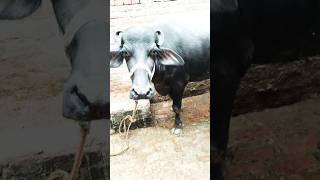 5 Star Buffalo Milk Buffalo Milk Benefits Dairy Products Milk Alternatives Hea shorts [upl. by Norabel]