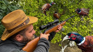 Pheasant Hunting and Cooking The Best Bird Meat A Delicate and Very Tasty Dish [upl. by Arednaxela]