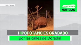 Hipopótamo es grabado por las calles de Doradal  Teleantioquia Noticias [upl. by Quincey803]