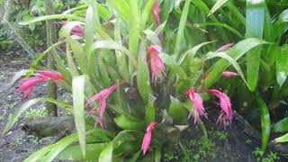 How to Grow Billbergia [upl. by Vittoria340]