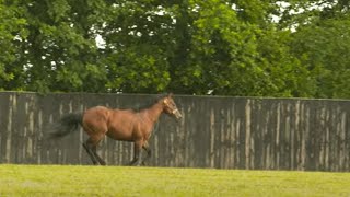 Meet Dubawi Cracksman and Too Darn Hot at Dalham Hall Stud  This Racing Life [upl. by Revlis]