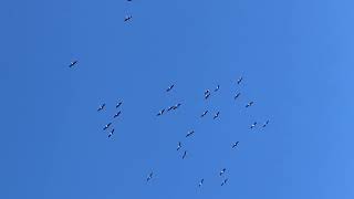 Common Crane migration in Elsenborn [upl. by Kenay]