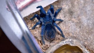 Brazilian Blue Tarantula Female  Pterinopelma Sazimai  Eating [upl. by Imnubulo]