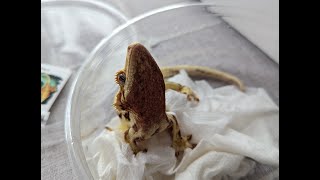 How to Build a Bioactive Gecko Enclosure and unboxing a Lilly White Crested Gecko [upl. by Dammahum893]