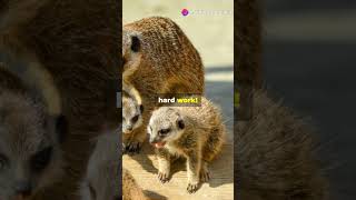 Meet the Meerkats education facts fascinatingfacts animals [upl. by Etnaed]