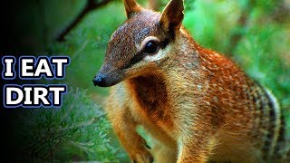 Numbat facts also known as banded anteaters  Animal Fact Files [upl. by Secor892]