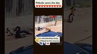 Pitbull saves boy from stray dog attack [upl. by Yoccm]