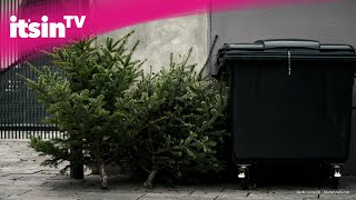 Nicht entsorgen SO könnt ihr euren Weihnachtsbaum noch weiterverwerten [upl. by Yenor]