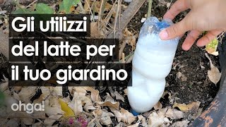 Versa il latte nelle piante ecco 3 utilizzi incredibili del latte per le tue piante [upl. by Machos]