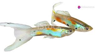 Mastering Guppy Breeding Rare Colors amp Strains fishbreeding guppy smallbusiness [upl. by Atalanta]