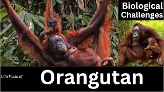 Orangutan [upl. by Godart]