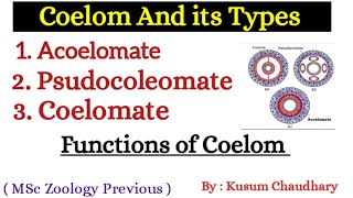 Coelom and its Types  Acoelomate  Psudocoleomate  Coelomate  Functions of Coelom  By Kusum [upl. by Mashe]