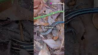 Connecticuts Unofficial Reptile The Five Lined skink connecticut reptiles skink biology facts [upl. by Asilem]