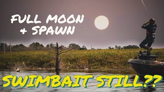 Swimbaits during a FULL MOON amp SPAWN [upl. by Inessa]