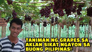 Grape Farm sa Aklan [upl. by Aramo]