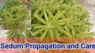 Sedum Propagation and CareBeautiful succulent sedumEasy to grow sedum [upl. by Innoj]