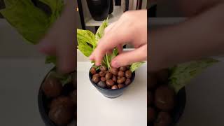 Regrowing propagation plants beautiful garden soillove soilpot propagation soiltypes [upl. by Atirak]