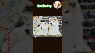 Hachiko Dog Part 1🐶 japan hachiko dog faith explore trending shorts real story [upl. by Bodrogi]