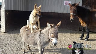 Childrens quotFarm Toursquot at Rolling Hills Arabians and Farm Tours in Onamia MN near Lake Mille Lacs [upl. by Enyale]