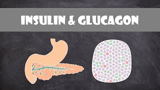 Pancreas Hormones Insulin amp Glucagon  Anatomy amp Physiology [upl. by Gerhardt]