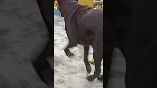 black Labrador 2 year old  romeo [upl. by Okoyk]