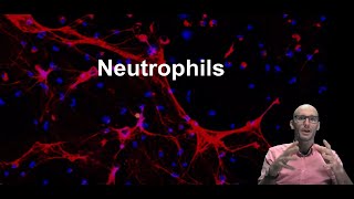 What are neutrophils and what do they do part 1 [upl. by Ylahtan]