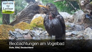 Beobachtungen am Vogelbad Dohr Eifel Deutschland [upl. by Nosac863]