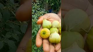 Tomatillo Harvest youtubeshorts short farming food home viral kitchen diy [upl. by Navetse]