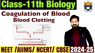 Coagulation of Blood  Blood Clotting  Body Fluids And circulation class 11 Biology NEET [upl. by Scarlett]